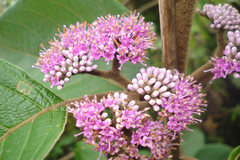 Callicarpa tomentosa